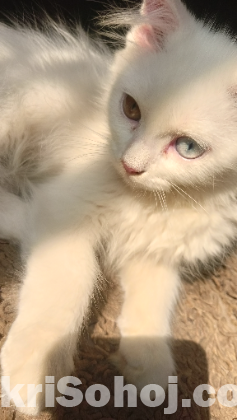 Traditional Persian cat rare odd eyes white kitten